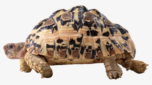 Turtle Png Image With Transparent Background - Tortoise .png, Png Download, Free Download