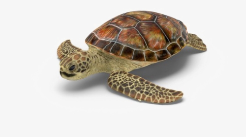 Turtle Transparent Png - Loggerhead Sea Turtle Png, Png Download, Free Download