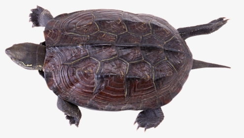 Download And Use Turtle Png - Snapping Turtle Box Turtle, Transparent Png, Free Download