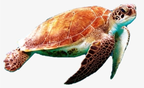Sea Turtles - Png V - 3 - 6 Photos, - Sea Turtle Transparent Background, Png Download, Free Download
