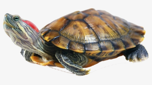 Turtle Png Photo - Red Eared Slider Turtle, Transparent Png, Free Download