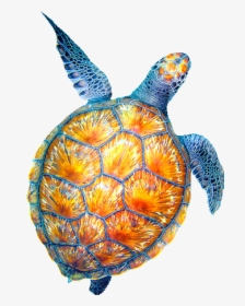 Collection Of Sea - Turtles Tumblr Png, Transparent Png, Free Download
