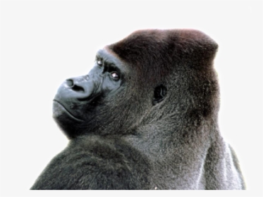 Sara P Sagittal Crest Gorilla - Gorilla Backgrounds, HD Png Download, Free Download