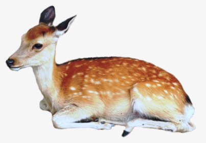 Brown Deer With White Spots Lying / Sittting Png Image - Animal Png, Transparent Png, Free Download