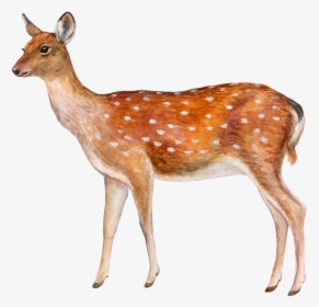 Deer No Background - Deer With Fawn White Background, HD Png Download, Free Download