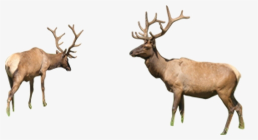 Reindeer Elk Sika Deer - Deer, HD Png Download, Free Download