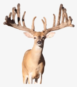 Deer Png Photo - Reindeer, Transparent Png, Free Download