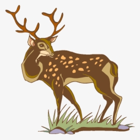 White-tailed Deer - Deer, HD Png Download, Free Download