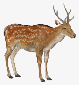 Male Deer Png - Reindeer, Transparent Png, Free Download