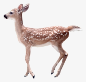 White-tailed Deer Transparency And Translucency Clip - Odocoileus Virginianus Clavium, HD Png Download, Free Download