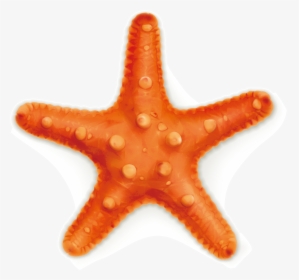 Starfish Royalty-free Stock Photography Illustration - Yellow Starfish, HD Png Download, Free Download
