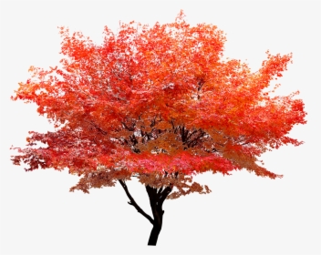 Red Maple Png - Maple Tree Transparent Background, Png Download, Free Download