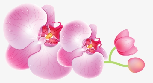 Orchids Png Clipart - Orchids Clipart, Transparent Png, Free Download