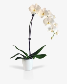 Transparent Orchid Flower Png - Orchid Png No Background, Png Download, Free Download