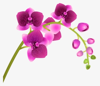 Orchid Flower Transparent Png Clip Art Image​, Png Download, Free Download