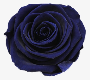 Transparent Dark Rose Png - Dark Blue Flower Png, Png Download, Free Download