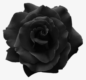 #dark #black #rose #overlays #stickers - Rosa Negra Tumblr Png, Transparent Png, Free Download