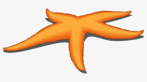 Starfish Png Clipart, Transparent Png, Free Download