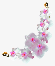 Orchids Film Frame Photography - Orchids Transparent Background, HD Png Download, Free Download