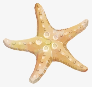 Starfish Transparent Clipart Free Png - Sea Star Clipart Png, Png Download, Free Download