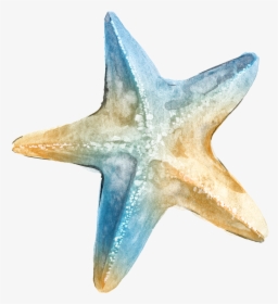 Starfish Clipart Watercolor - Transparent Background Sea Star Png, Png Download, Free Download