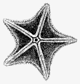 Sea Star Clip Arts - Sea Star Black And White, HD Png Download, Free Download