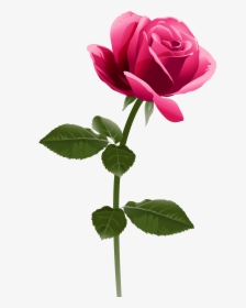 Pink Rose Png Clip Art Image - Full Hd Rose Png, Transparent Png, Free Download
