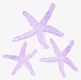 Purple Starfish Blue Clipart, HD Png Download, Free Download