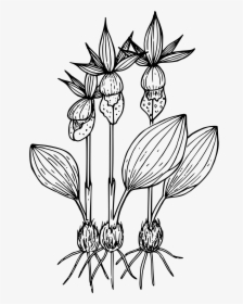 Calypso Orchid Clip Arts - Orchid Small Plant Clipart Black And White, HD Png Download, Free Download