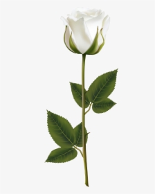 Transparent Background White Rose Png, Png Download, Free Download