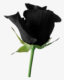 #rose #black #blackroses #blackrose #aesthetic #rosesarebeautiful - Aesthetic Black Rose Png, Transparent Png, Free Download