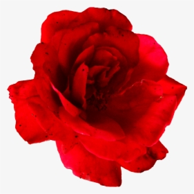 Red Rose - Rose, HD Png Download, Free Download