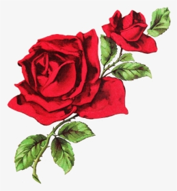 Red Rose Clipart Dark Red - Red Rose Drawing Png, Transparent Png, Free Download