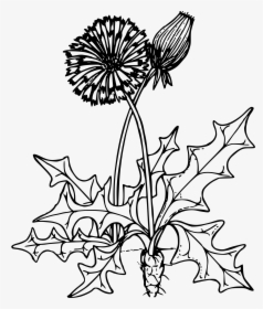 Common Dandelion Clip Arts - Dandelion Flower Clip Art Black And White, HD Png Download, Free Download