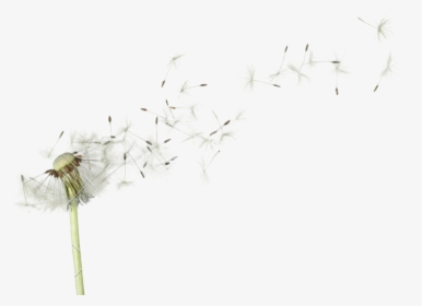 Dandelion Flower Png - Macro Photography, Transparent Png, Free Download