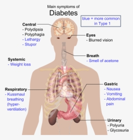 Main Symptoms Of Diabetes - Disease In Organ System, HD Png Download, Free Download