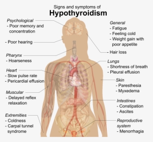 Signs And Symptoms Of Hypothyroidism, HD Png Download, Free Download