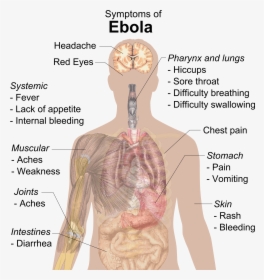 Symptoms Of Ebola - Does Ebola Affect The Body, HD Png Download, Free Download
