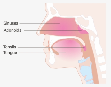 Mouth Breathing Or Adenoids Their Symptoms And, HD Png Download, Free Download