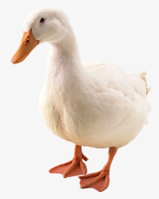 Duck Png Image - Duck Png, Transparent Png, Free Download
