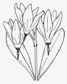 Desert Shooting Star - Shooting Star Flower Coloring Page, HD Png Download, Free Download