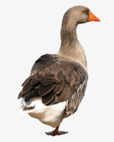 Duck Png Clip Art - Duck Png, Transparent Png, Free Download