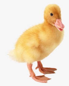 Duck Png Free Download - Duck Png, Transparent Png, Free Download