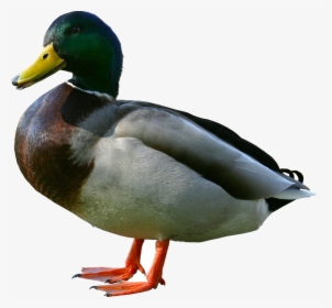Duck Png Image - Ducks Png, Transparent Png, Free Download