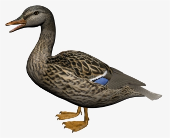 Female Mallard Duck Png, Transparent Png, Free Download