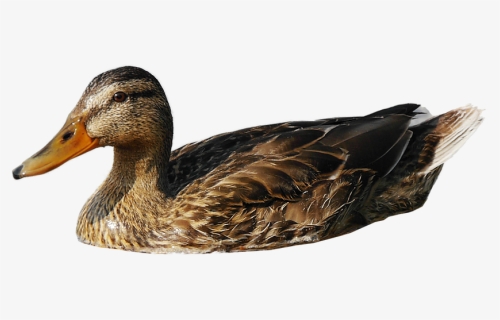 Duck Free Png Images Transparent Backgrounds Duck 1174224 - Water Duck Png, Png Download, Free Download