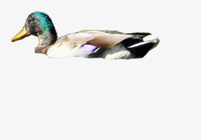 Png Ducks Swimming Transparent Ducks Swimming Images - Duck Swimming Transparent Background, Png Download, Free Download