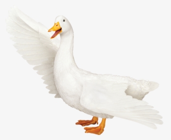 Aflac Duck Png - Aflac Duck Transparent, Png Download, Free Download