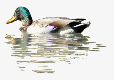 Clip Art Pictures Of Ducks In Water - Duck In Water Png, Transparent Png, Free Download