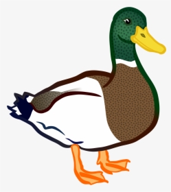 Clipart - Duck Clipart, HD Png Download, Free Download